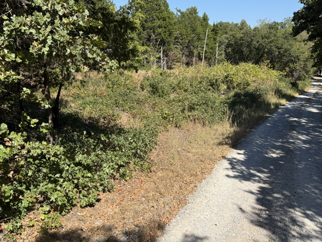 Roadside lot thick with brush and scrub growth before forestry mulching