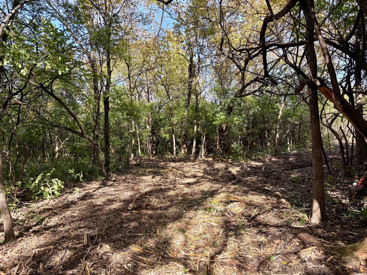 Wooded lot with the underbrush cleared and mulch left on the ground