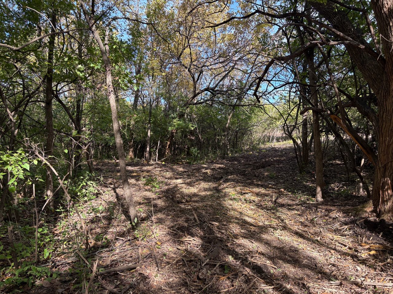 Trail cleared through standing timber