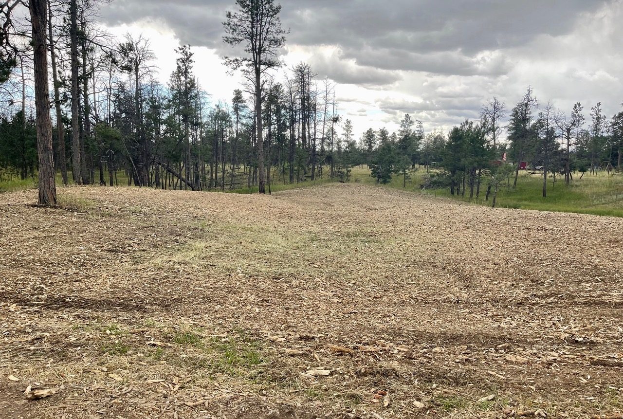 Pine stand with the underbrush mulched down to clean ground cover
